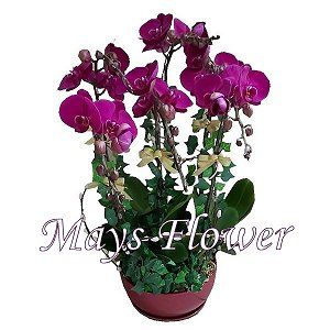 Chinese New Year Fruit Baskets Hampers 151-orchid