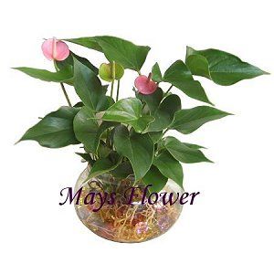 Green Plant Rich Bamboo  plants0010