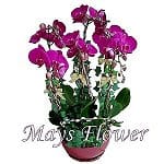 mothers-day-flower-2651