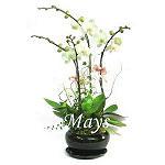 mothers-day-flower-2650