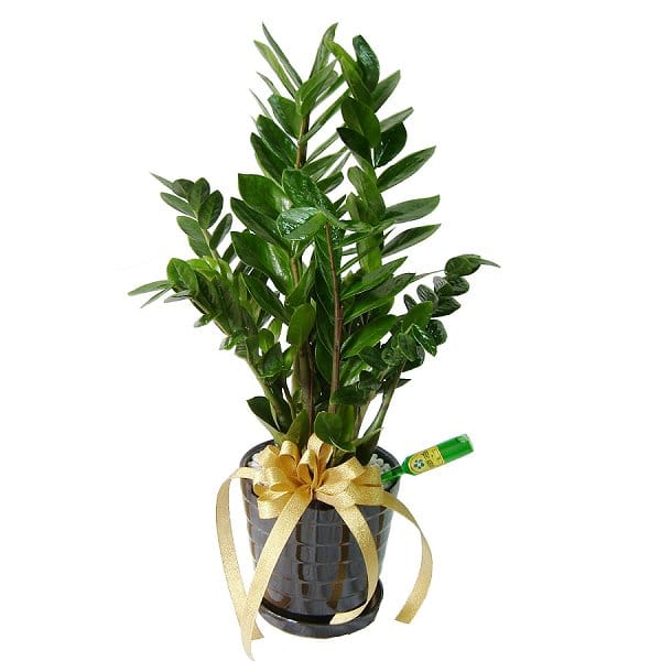 Father's Day Gift - fathers-day-gift-4313