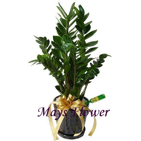 Potted Plants - plants0014