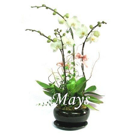 Mother's Day Flower - mothers-day-flower-2650