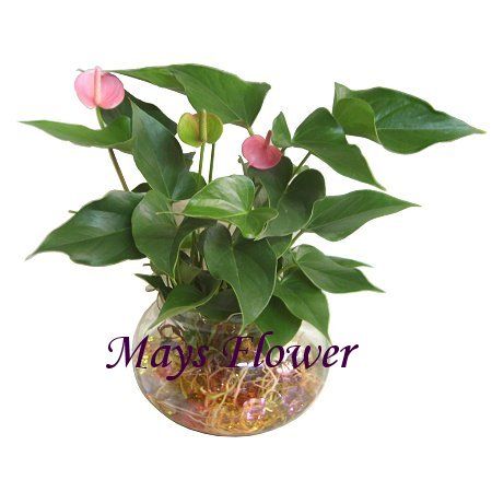 Potted Plants - plants0010